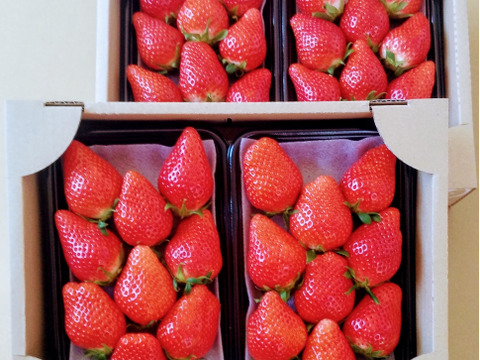 【12/23までに発送】【よつぼし】平詰めDX2箱4パック 採れたての新鮮ないちごお届け！低温でじっくり育てた美味しいいちご(^^)