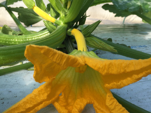 原木椎茸２袋、ズッキーニ4本、花ズッキーニ15本‼️3点セット❗️