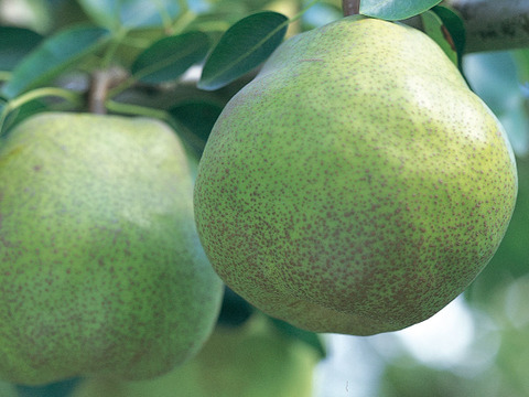 ラ・フランス　２ｋｇ（２L ８玉）食べごろ　完熟のトロトロっとした舌触り