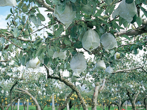 ラ・フランス　２ｋｇ（５L　５玉）食べごろ　完熟のトロトロっとした舌触り