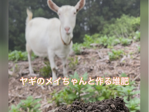 【先行予約】パリッと食感の高糖度タネ無しシャインマスカット！　500g〜600g 1房　/静岡市 Mando Farm 直送　9月中旬〜10月発送