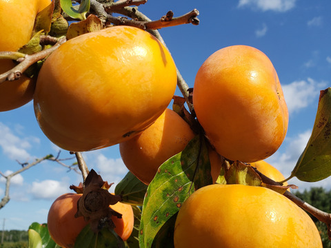 三重県産次郎柿12個約3kg極力農薬使用せず。