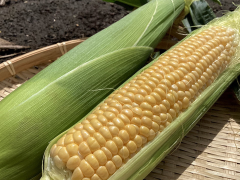 【夏ギフト】高糖度！2品種食べ比べ とうもろこしセット9.5kg