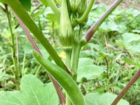 ビッグサイズの甘くて柔らか★絶品！！オニおくら★