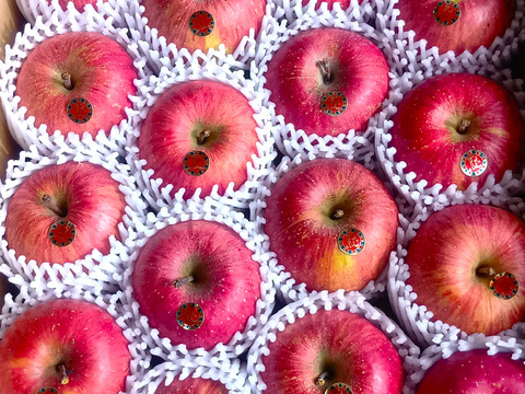 台湾でも高評価！【岩手・紫波長岡果樹園】🍎いわて産特別栽培「サンふじ」5kg（家庭用16玉）