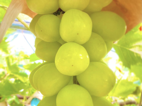 8 5 発送可能 朝採れ極大粒ぶどう 雄宝 1房800ｇ 大阪府産 食べチョク 農家 漁師の産直ネット通販 旬の食材を生産者直送