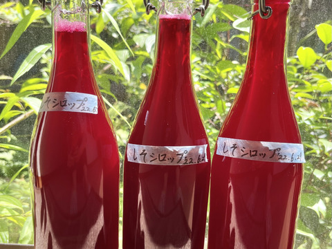 1.5kg【予約販売100 g以上増量】自然栽培のおいしい赤紫蘇！農薬不使用！朝採り新鮮！入るだけお包みいたします。6月下旬発送