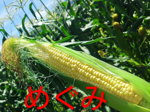 スイートコーン【めぐみゴールド】(６本)🌽朝採り即日出荷🌽甘熟後順次発送！！甘くてジューシーな食感が人気！（約2.4㎏）
