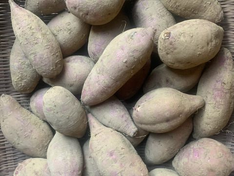 完熟‼️【自然栽培の安納芋】約5kg