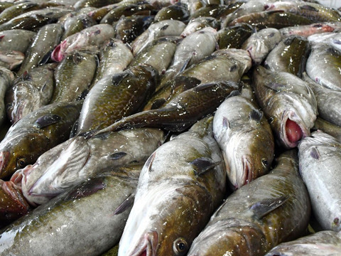 【今が旬！】　青森県佐井村産真タラ　一本　約３㎏