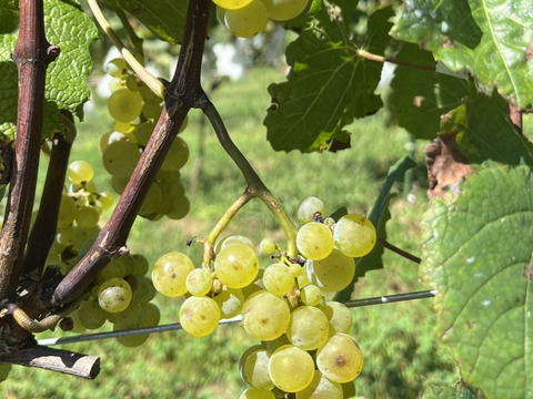 ワイン用ぶどうで作ったジュース２本セット　ヤマソーヴィニヨン(赤)、モンドブリエ(白)　720ml✖️各1本