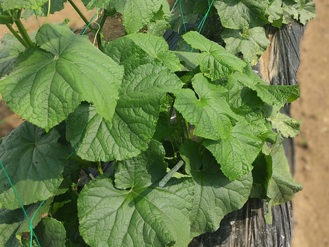 🥒朝採れ！みずみずしい旬のキュウリ 約1.2kg（10〜13本前後）｜シャキシャキ食感｜サラダ・浅漬けに｜農薬・化成肥料不使用🥒