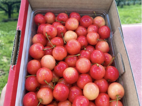 🍒週末限定セール🍒【朝どれ】《佐藤錦》さくらんぼ 山形県東根産 500g M.L.2L混合 ご家庭用　【父の日】【お試し】