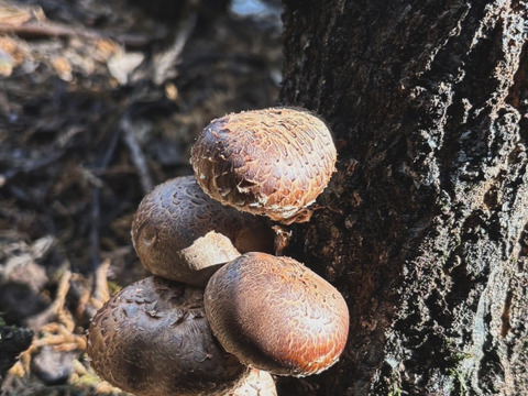 時短！すぐに使える！「原木栽培」スライス干し椎茸40g