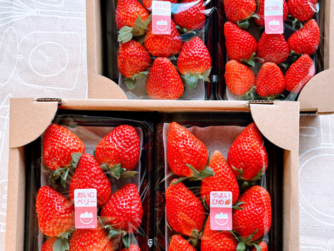 【おまかせ食べ比べ】平詰めDX２箱4パックやよいひめ•よつぼし•おいCベリーから、採れたての新鮮ないちごを2から3品種、サイズおまかせでお届け！甘さ、味の違いを楽しんで！