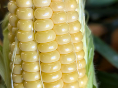 ✨️お得！！✨️１０本入り✨️先端カット🌽　✨️
お得なお値段設定の訳は　

規格外の理由を
必ずご確認くださいませ