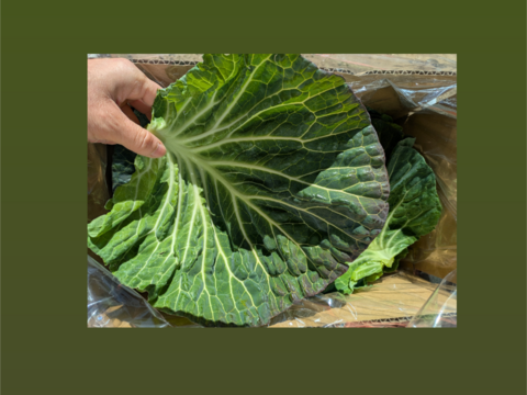 🐰🐐コンパニオンアニマル用