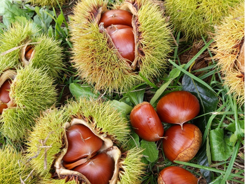 信州秋の味覚　栗1kg