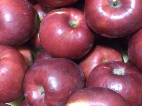 【希少品種】『紅玉』ご家庭用約２ｋｇ　絶妙な酸味と赤い色がお菓子作りに最適なりんご！