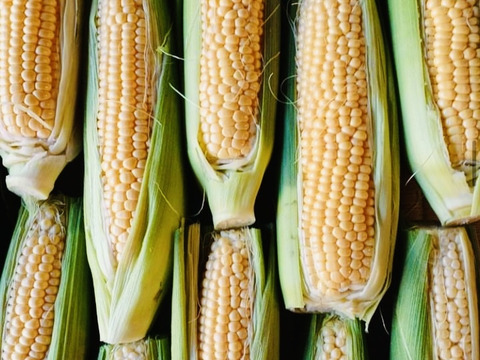 【朝採れ】甘～いスイートコーン（恵味スター・ゴールドラッシュ）7本　⛰️大山くろぼく育ち　🎁朝採れ当日冷蔵発送／数量限定