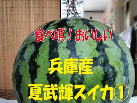 兵庫産夏武輝 中玉スイカ1玉　ご家庭用①