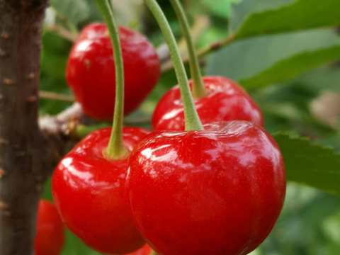 本日発送！！【 さくらんぼ:佐藤錦 】山形県天童産   1kgバラ詰め【 6月12日順次発送🍒 】父の日ギフト 御中元