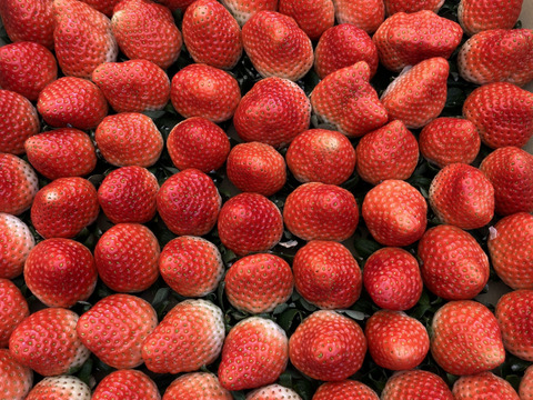 【規格外】ジャム用・たっぷり約1.5kg