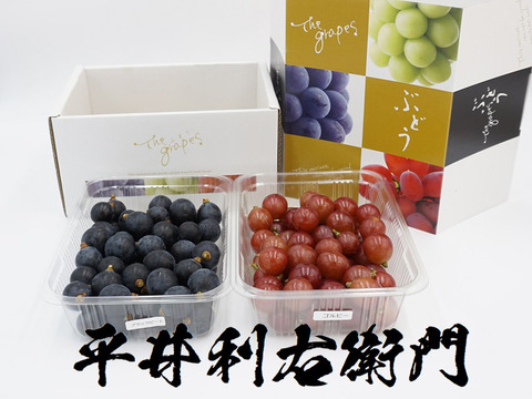 平井利右衛門の黒赤ぶどうセット(ブラックビート、悟紅玉(ゴルビー)/粒1.5kg)