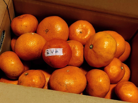 家庭用【自然栽培】（糖度15度超え）樹上完熟の倉出し  食べやすい甘い 食べ出したら止まらない 中生みかん（3K）