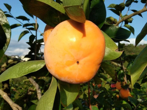 【贈り物＆ご自宅用/１０kg】吉野の富有柿/〜豊かな土と太陽から〜自然な甘みとみずみずしさが違います！