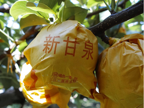 リピート率No.1！鳥取県が誇る大人気品種『新甘泉』贈答用 5kg