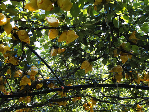 リピート率No.1！鳥取県が誇る大人気品種『新甘泉』贈答用 5kg