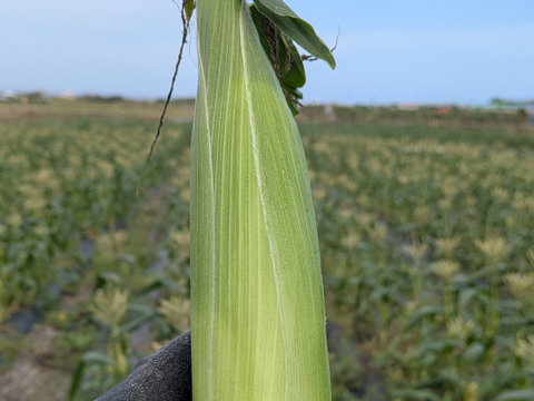 一足早く！沖縄県産採れたて新鮮スイートコーン8本(約1.5〜1.8kg)