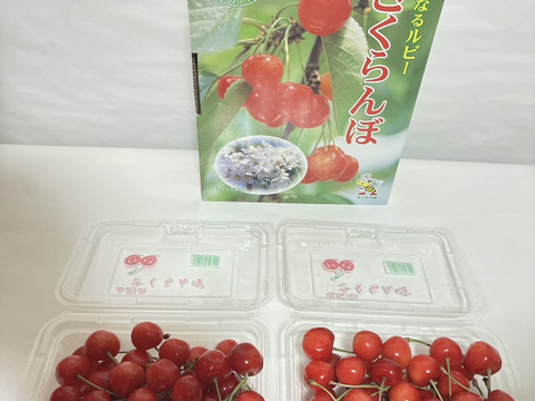 さくらんぼ「佐藤錦」　200gフードパック　2パック入り【朝どれ】