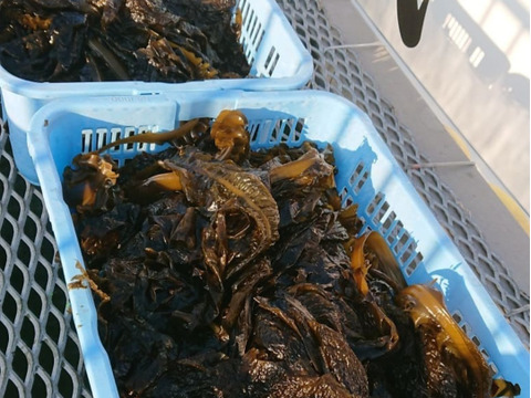 栄養満点　新鮮朝採れ生わかめ【今期一番出荷】２ｋｇ