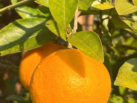 朝どれ野菜！ 詰め合わせセット 伊勢志摩産 4種類以上