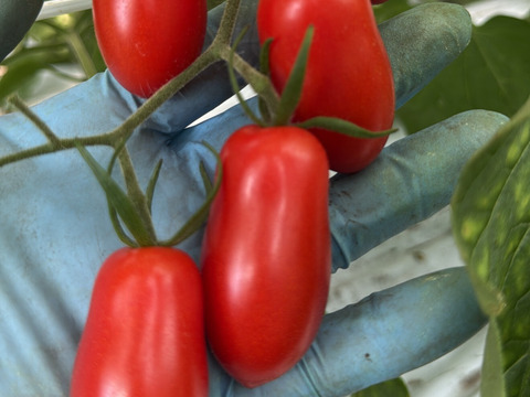 食べれるジュエリー🍅💎「ちゅるちゃんトマト」｜200g×4p