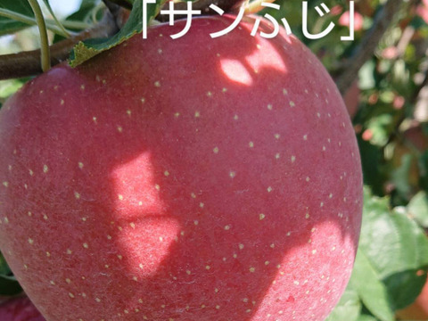 収穫してます！「あずみ野産サンふじ」約3kg入り　ご家庭用に！甘味と酸味のバランスの良い品種です。安曇野の思いを届けたくて、、、、、。