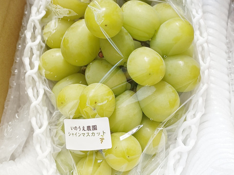 岡山県産シャインマスカット2kg(3〜5房)