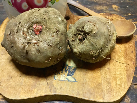 ジュース1本おまけ付き！【こんにゃく作り方付き】ねこ農園の青ゆず500g＆こんにゃく芋500g程セット【農薬不使用】