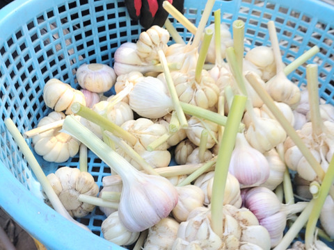 お買い得♪ニンニクにんにく バラ売り 50個入り☆バラにんにく🧄農薬、除草剤、化学肥料不使用※常温発送