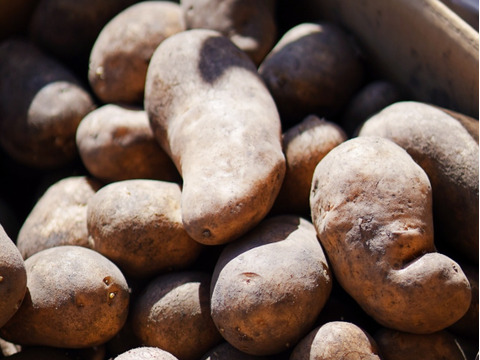 竹内農場の幕別産野菜4点セット