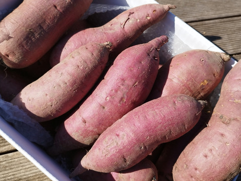 🌟朝ドラで話題の糸島野菜🌟栽培期間中、農薬・化学肥料・除草剤不使用❕1ヶ月熟成してからお届け❕ねっとり甘～い紅はるか（３キロ）※熨斗対応有※