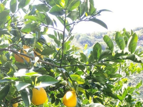 河内晩柑🍊『ご家庭用』5kg