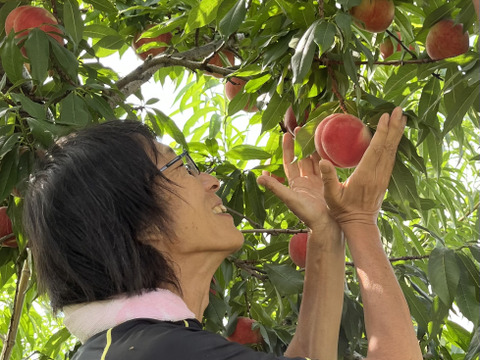 【贈答用】なつっこ🍑2kg