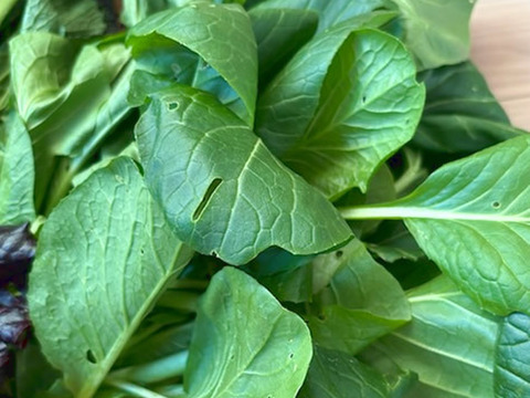 朝どれ野菜！ 詰め合わせセット 伊勢志摩産 4種類以上