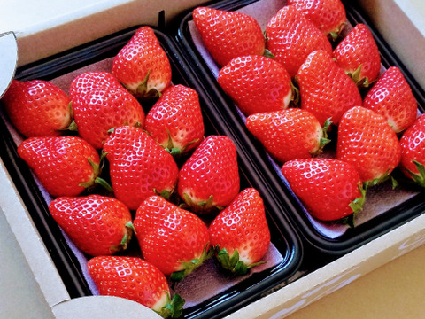 【12/23までに発送】【よつぼし】平詰めDX1箱2パック 採れたての新鮮ないちごお届け！低温でじっくり育てた美味しいいちご(^^)