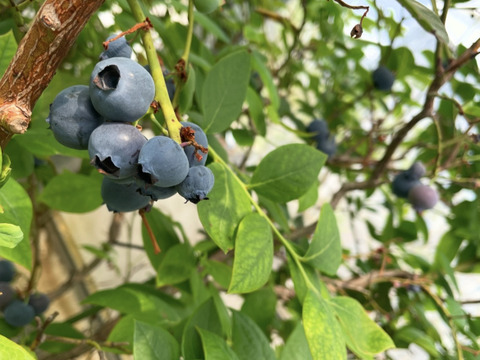 パリッとして美味しい大粒ブルーベリー　ユーリカ※農薬不使用（100g×4パック）