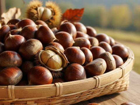 収穫終盤！感謝セール！旨味しっかり！朝採れ、利平栗『熊本県産和栗』1.5kg