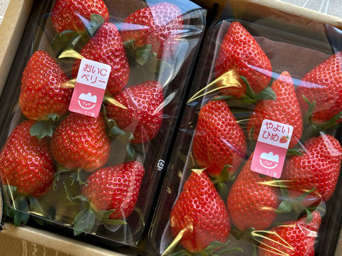 【おまかせ食べ比べ】平詰めDX２箱4パックやよいひめ•よつぼし•おいCベリーから、採れたての新鮮ないちごを2から3品種、サイズおまかせでお届け！甘さ、味の違いを楽しんで！